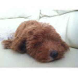 Meet your Posher, Austin